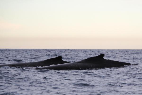 Two humpback whales sighted off Akaroa today provided an unexpected bonus for visiting American travels agents
